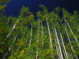 Forest of Poplar Trees, Yukon Territories, Canada Photographic Print by Nick Norman