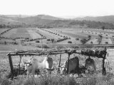 Cows in the Countryside of Volterra Lámina fotográfica por Vincenzo Balocchi Cows in the Countryside of Volterra Lámina fotográfica por Vincenzo Balocchi