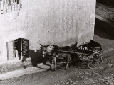 Carriage Pulled by a Mule Fotografie-Druck von Vincenzo Balocchi
