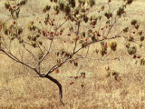 Peach Tree with Fruit Photographic Print by Vincenzo Balocchi