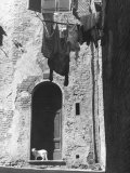 Cat and Laundry Hanging on a Street in Siena Photographie par Vincenzo Balocchi