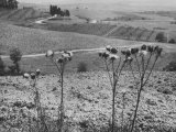 Countryside in Tuscany Lámina fotográfica por Vincenzo Balocchi Countryside in Tuscany Lámina fotográfica por Vincenzo Balocchi