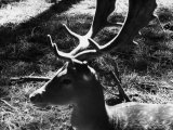 Fawn Photographic Print by Vincenzo Balocchi