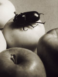 Coleoptera on an Apple Fotografisk trykk av Alessandro Bencini Coleoptera on an Apple Fotografisk trykk av Alessandro Bencini