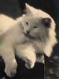 Persian Cat Dozing on a Chair Photographie par Ludovico Pacho