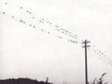 Birds Sitting on an Electrical Line Lámina fotográfica por Vincenzo Balocchi Birds Sitting on an Electrical Line Lámina fotográfica por Vincenzo Balocchi