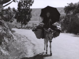 Elderly Woman on a Mule Fotografisk tryk af Vincenzo Balocchi Elderly Woman on a Mule Fotografisk tryk af Vincenzo Balocchi