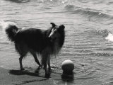 Collie on the Beach Photographic Print by Vincenzo Balocchi