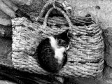 Kitten Sleeps on a Straw Purse Lámina fotográfica por Vincenzo Balocchi Kitten Sleeps on a Straw Purse Lámina fotográfica por Vincenzo Balocchi