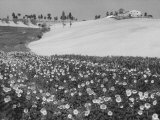 Sunflower Field Lámina fotográfica por Vincenzo Balocchi Sunflower Field Lámina fotográfica por Vincenzo Balocchi