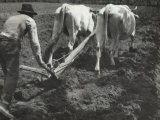 Farmer Ploughing the Land Photographic Print by Giosue Nencioni
