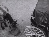 Horse and Carriage Lámina fotográfica por Vincenzo Balocchi Horse and Carriage Lámina fotográfica por Vincenzo Balocchi