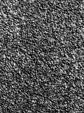 Coffee Beans & Trees Photographie par A. Villani