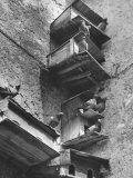 Boxes for Pigeons Photographic Print by Luciano Ferri