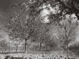 Orchard in Blossom Photographic Print by A. Villani