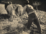 Ploughing a Field Lámina fotográfica por Ludovico Pacho