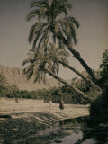Oasis at Al Kantara, Tunisia Photographic Print by Henrie Chouanard