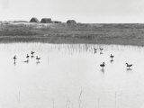 The Calls Photographic Print by Luciano Ferri