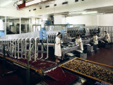 The Inside of the Alemagna Factory, Candied Fruit Production Photographic Print by A. Villani