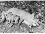 Sow Feeding Her Piglets Photographic Print by Vincenzo Balocchi