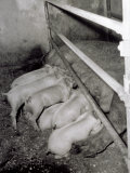 Sow Feeds Her Piglets in a Pigpen Photographic Print by A. Villani