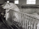 View of the Interior of a Pig Farm Photographie par A. Villani