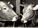 Close-up of Two Cows at a Farm Fotoprint van A. Villani