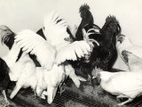 Groups of Roosters and Some Hens on Top of a Cage at a Ranch Photographic Print by A. Villani