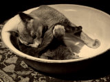 Pippo Wanda Wulz's Cat, Curled Up in a Bowl, Chasing His Tail Lámina fotográfica por Marion Wulz Pippo Wanda Wulz's Cat, Curled Up in a Bowl, Chasing His Tail Lámina fotográfica por Marion Wulz
