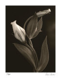 White Lisianthus IV Edición limitada por Donna Geissler