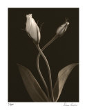 White Lisianthus III Edición limitada por Donna Geissler