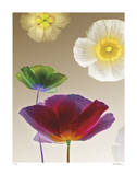 Poppy Suite I Limited Edition by Robert Mertens