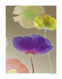 Poppy Suite III Limited Edition by Robert Mertens