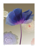 Poppy Suite II Limited Edition by Robert Mertens