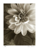 Twilight Dahlia Edición limitada por Donna Geissler Twilight Dahlia Edición limitada por Donna Geissler