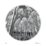 Sunlit Forest Edition limitée par Ken Paul