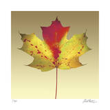 Maple Leaf Limited Edition by Robert Mertens