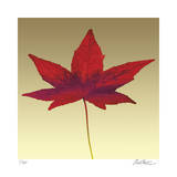 Japanese Maple Limited Edition by Robert Mertens