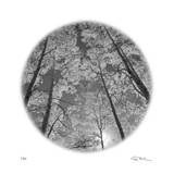 Sunlit Clearing Edition limitée par Ken Paul