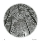 Sunlit Clearing Limited Edition by Ken Paul