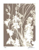 Flower Shadow I Limited Edition by Lois Bender