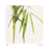 Bamboo Study 5 Edición limitada por Claude Peschel Dutombe