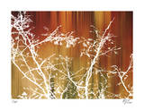 Warm Rain Limited Edition by M.J. Lew