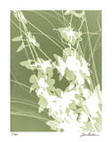 Flower Shadow III Limited Edition by Lois Bender