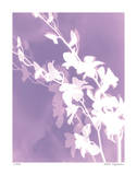 Flower Shadow V Limited Edition by Lois Bender