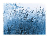Pastoral Delight Limited Edition by Lilli Farrell