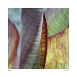 Banana Leaves IV Limited Edition by Joy Doherty