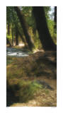 Serenity Stream III Edición limitada por Joy Doherty Serenity Stream III Edición limitada por Joy Doherty