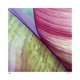 Banana Leaves II Limitierte Auflage von Joy Doherty