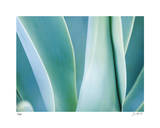 Agave III Limited Edition by Joy Doherty